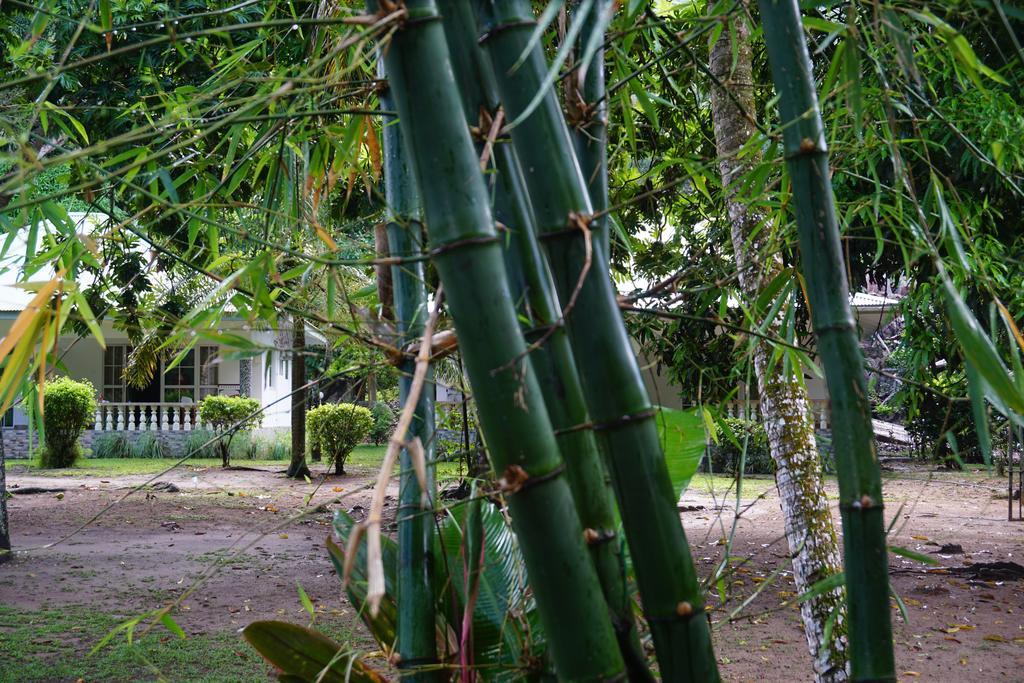 Bamboo